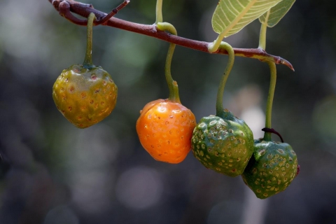 معرفی و راهنمای پرورش درختان میوه - ماما کادلا